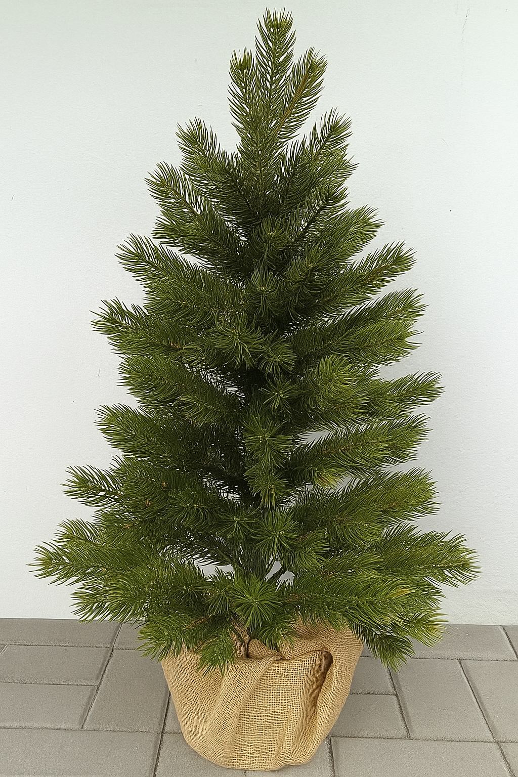 SOSNA PE 100%  W DONICZCE Z  JUTĄ 80 cm - obrazek 5