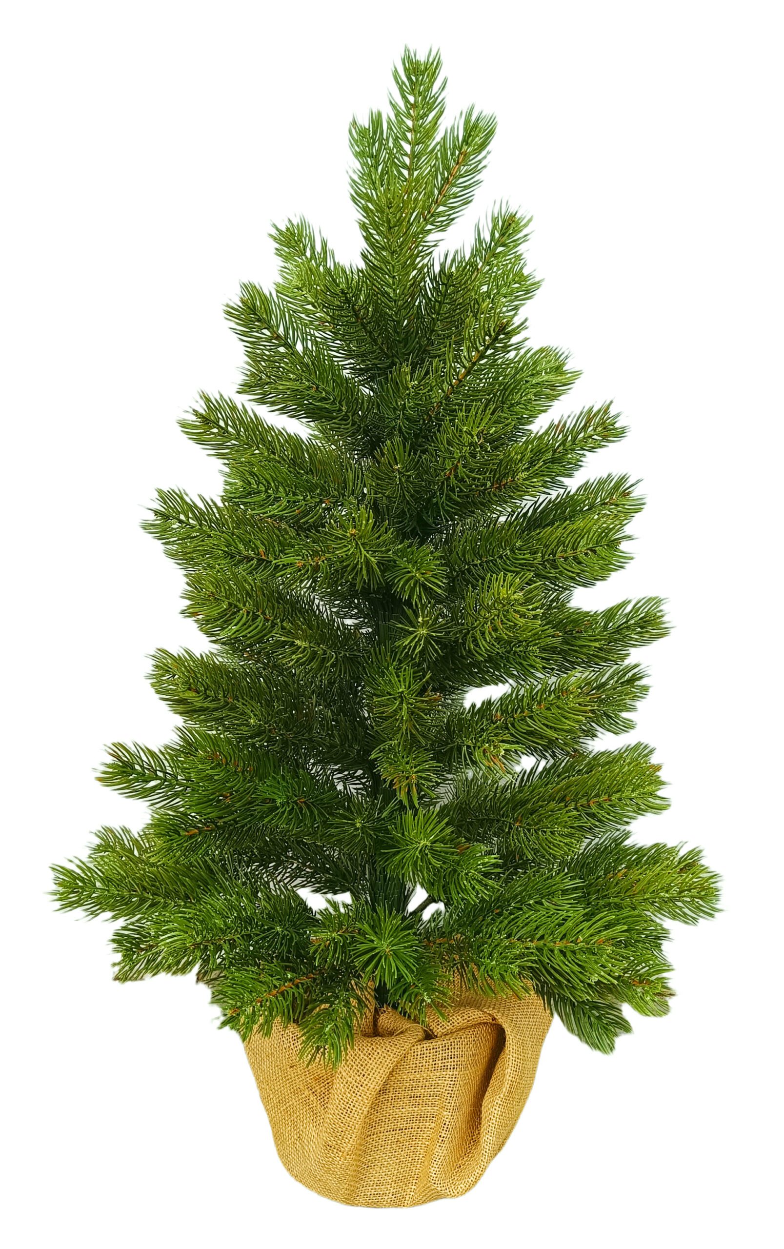 SOSNA PE 100%  W DONICZCE Z  JUTĄ 80 cm - obrazek 3