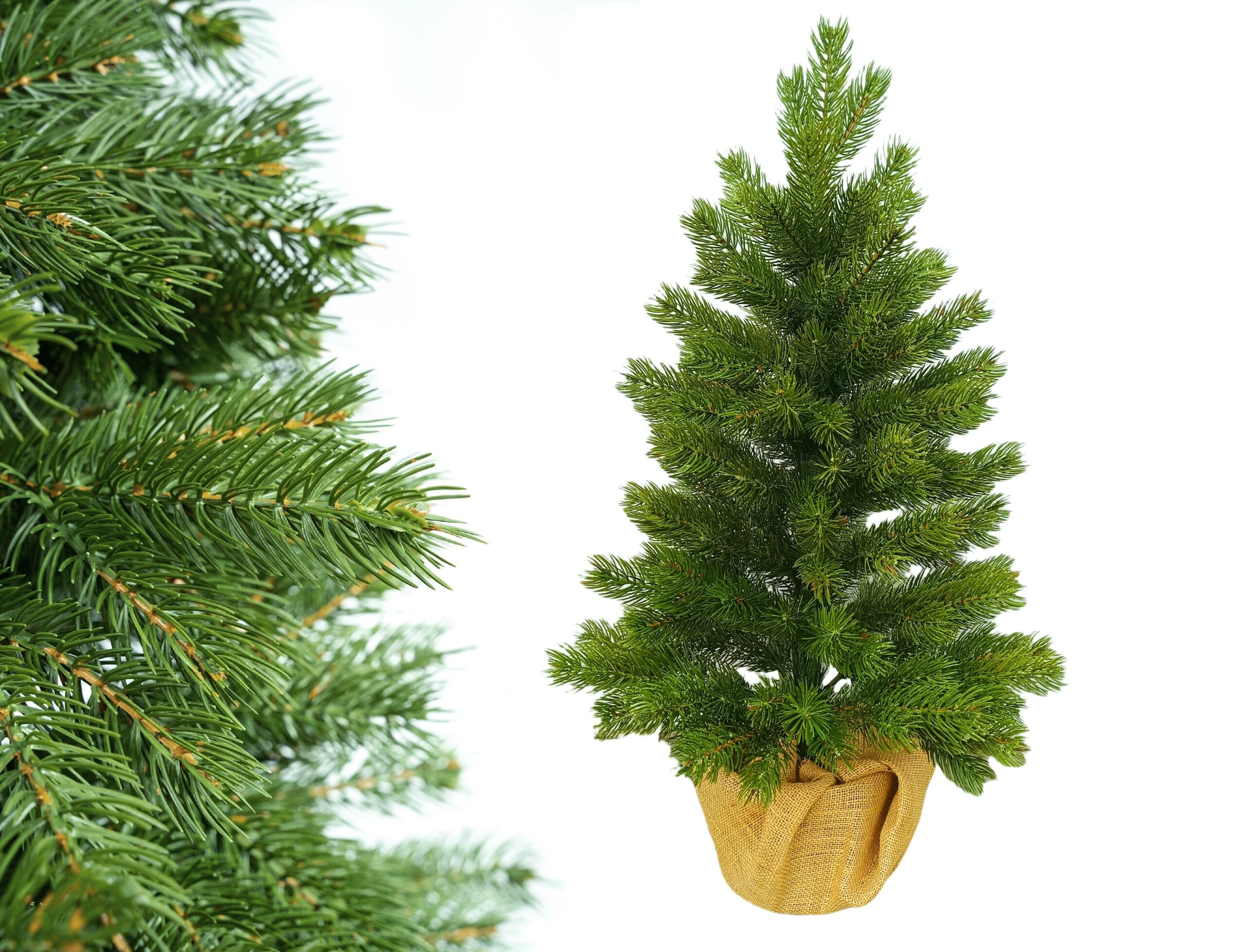 SOSNA PE 100%  W DONICZCE Z  JUTĄ 80 cm