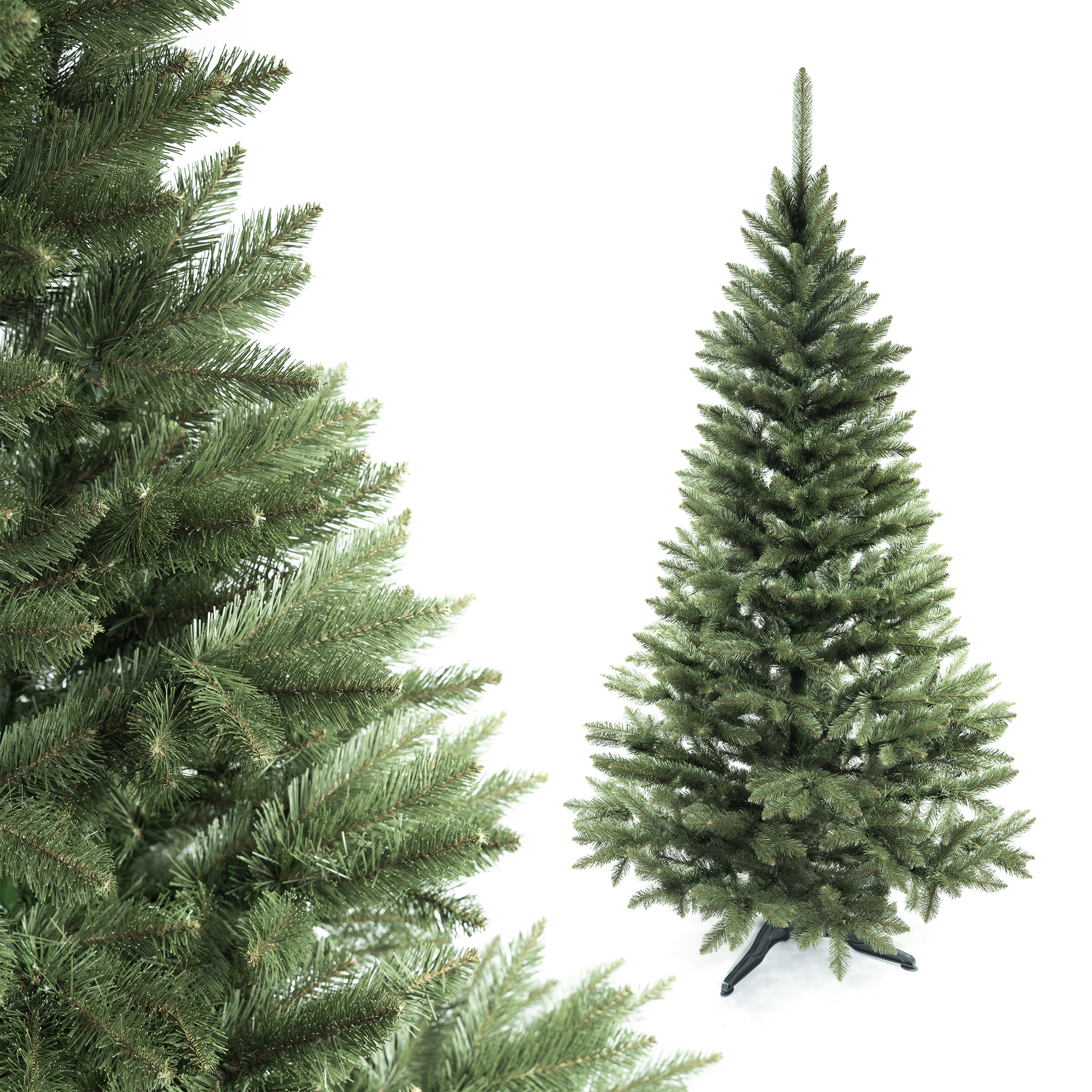 ŚWIERK KAUKASKI 220 cm